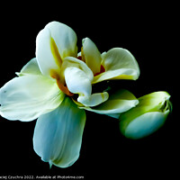 Buy canvas prints of White Tulips by Maciej Czuchra