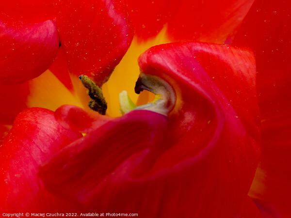 Inner World of Tulip Flower  Picture Board by Maciej Czuchra