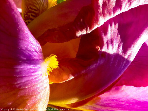 Inner World of Iris Flower Picture Board by Maciej Czuchra