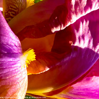 Buy canvas prints of Inner World of Iris Flower by Maciej Czuchra