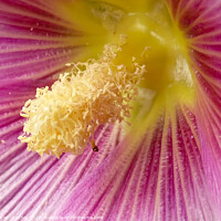 Buy canvas prints of Inner Cosmos of Hibiscus by Maciej Czuchra
