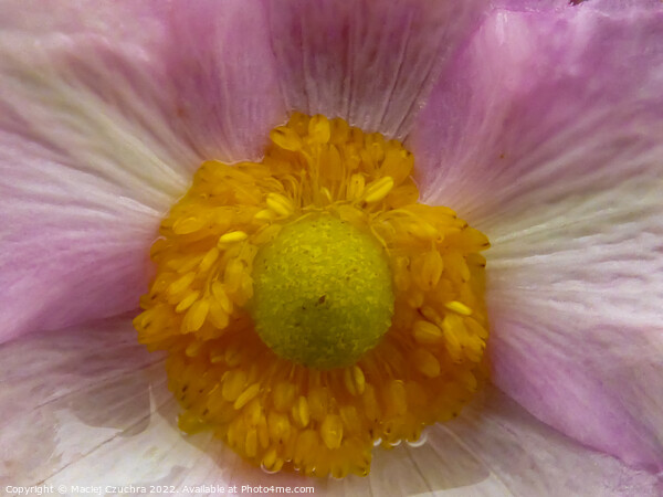 Japanese Anemone After Rain Picture Board by Maciej Czuchra