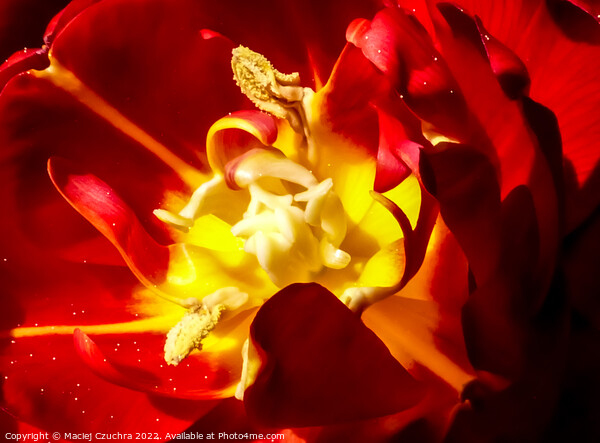Tulip's Rich Interior Picture Board by Maciej Czuchra
