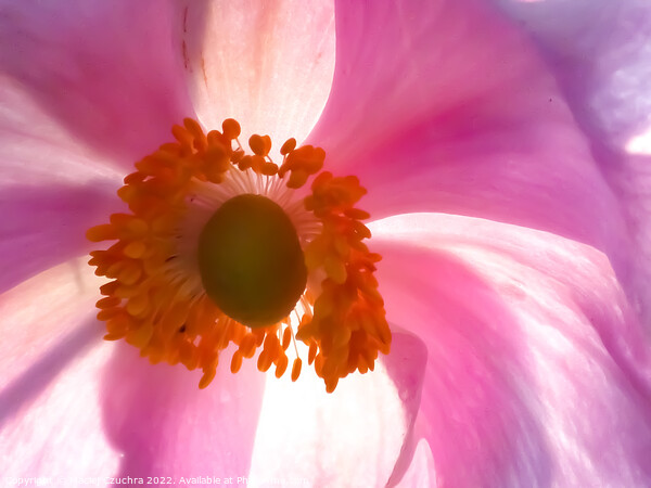 Inner Light of Japenese Anemone Picture Board by Maciej Czuchra
