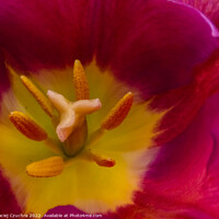 Buy canvas prints of Inside Tulip Flower by Maciej Czuchra