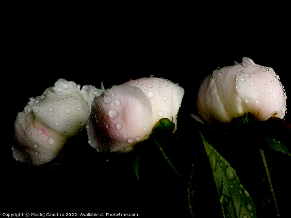 Peonies After Rain Picture Board by Maciej Czuchra