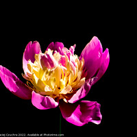 Buy canvas prints of Blooming Peony by Maciej Czuchra
