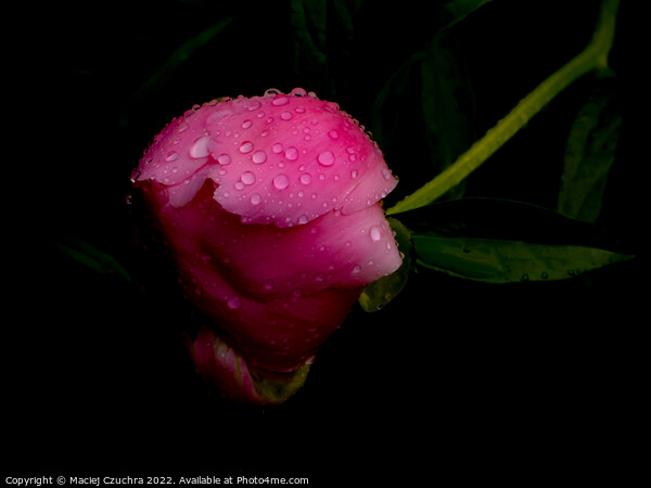 Raindrop Covered Bud of Pink Peony Picture Board by Maciej Czuchra