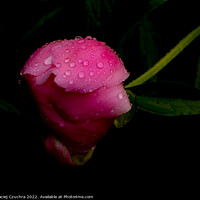 Buy canvas prints of Raindrop Covered Bud of Pink Peony by Maciej Czuchra