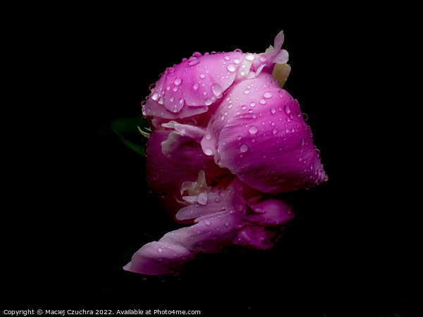 Pink Peony in Drops of Rain Picture Board by Maciej Czuchra