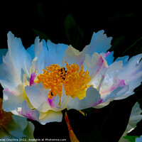 Buy canvas prints of Blooming Peony by Maciej Czuchra