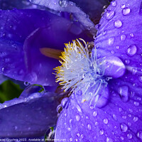Buy canvas prints of Iris in Raindrops by Maciej Czuchra