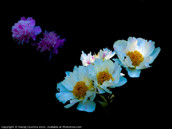 Peonies in Shadows Picture Board by Maciej Czuchra