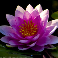 Buy canvas prints of Blooming Water Lily by Maciej Czuchra