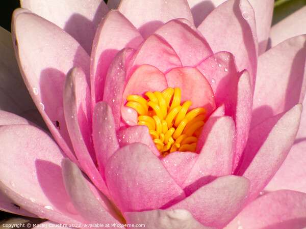 Pink Water Lily Picture Board by Maciej Czuchra