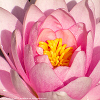Buy canvas prints of Pink Water Lily by Maciej Czuchra