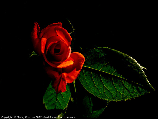 Red Rose Picture Board by Maciej Czuchra