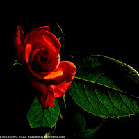 Buy canvas prints of Red Rose by Maciej Czuchra