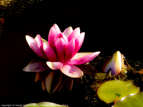 Water Lily Picture Board by Maciej Czuchra