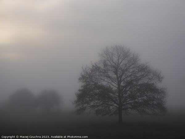 Misty November Morning Picture Board by Maciej Czuchra