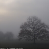 Buy canvas prints of Misty November Morning by Maciej Czuchra