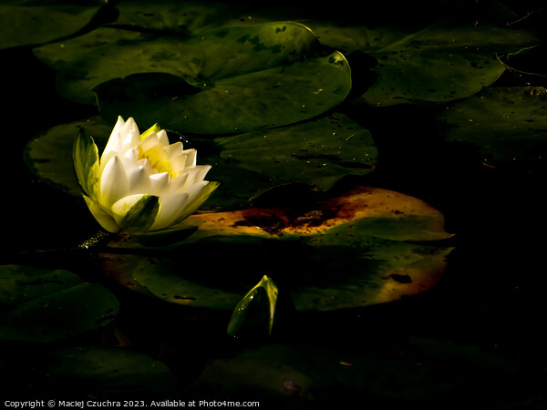 Water Lily Picture Board by Maciej Czuchra