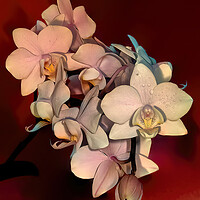 Buy canvas prints of Orchids by Mark Dunn