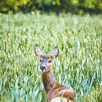 Buy canvas prints of A Deer in a Corn Field by Mark Dunn