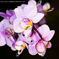 Buy canvas prints of Orchid flower by Mark Dunn