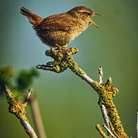 Buy canvas prints of A small Wren perched on a tree branch by Mark Dunn