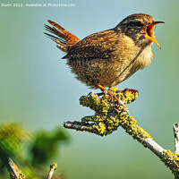 Buy canvas prints of Wren perched on a tree singing by Mark Dunn