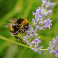 Buy canvas prints of Bee on lavender by Mark Dunn