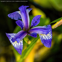 Buy canvas prints of Iris Flower by Mark Dunn