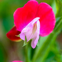 Buy canvas prints of Sweat Pea flower by Mark Dunn
