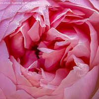 Buy canvas prints of Pink Rose flower close up by Mark Dunn