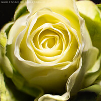 Buy canvas prints of Cream Rose Flower close up by Mark Dunn