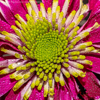 Buy canvas prints of pink flower with water drops by Mark Dunn