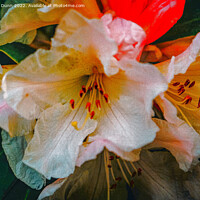 Buy canvas prints of rhododendron flower by Mark Dunn