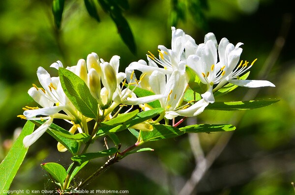 "Enchanting Honeysuckle Blossoms Dance in Spring" Picture Board by Ken Oliver