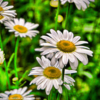Buy canvas prints of "Whispering Petals: A Captivating Chamomile Deligh by Ken Oliver