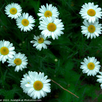 Buy canvas prints of Daisy Bunch by Ken Oliver
