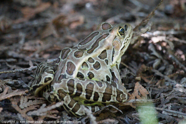 "Nature's Chameleon: The Northern Leopard Frog" Picture Board by Ken Oliver