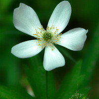 Buy canvas prints of Vibrant Dance of the Canada Anemone by Ken Oliver