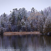 Buy canvas prints of "Gossamer Snow: A Tranquil Winter Oasis" by Ken Oliver