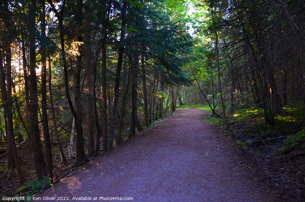 Enchanting Path Through Ontario's Wooded Wonderlan Picture Board by Ken Oliver