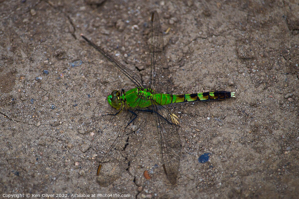 Dance of the Eastern Pondhawk Dragonfly Picture Board by Ken Oliver