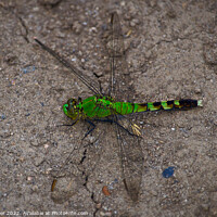 Buy canvas prints of Dance of the Eastern Pondhawk Dragonfly by Ken Oliver