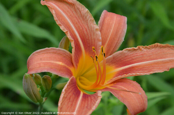 "Radiant Blossom: The Vibrant Canadian Lily" Picture Board by Ken Oliver