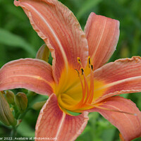 Buy canvas prints of "Radiant Blossom: The Vibrant Canadian Lily" by Ken Oliver