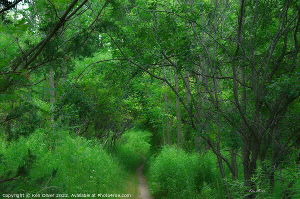 Enchanting Path through Verdant Forest Picture Board by Ken Oliver